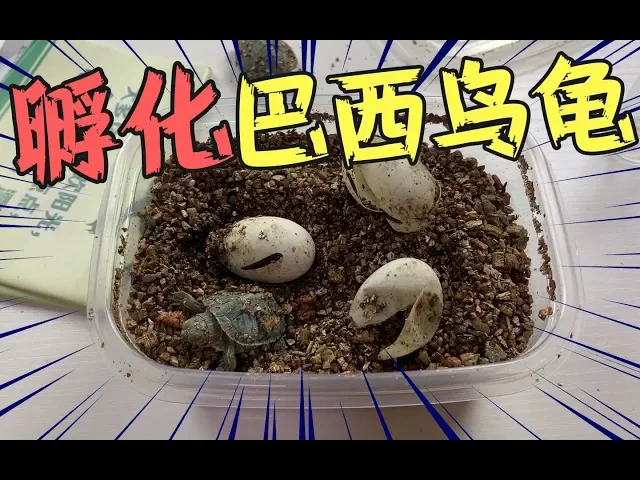 小伙27元買4隻巴西烏龜蛋,第一次養寵物,能夠孵化成功嗎【饞大鑫】